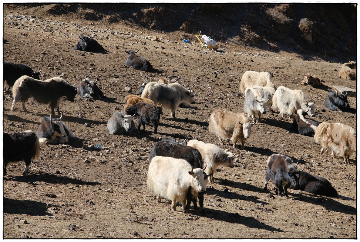 AC día 11: Yak Kharka (4069 m) a Thorong Phedi (4540 m) - Trekking en Nepal: Annapurna Circuit y Mardi Himal (4)