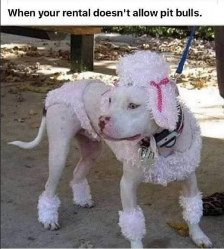 pitbull.png