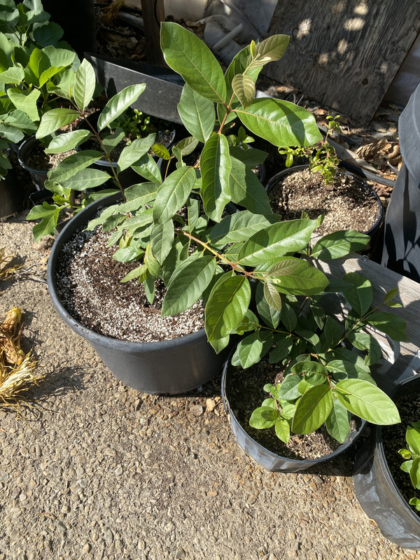 FAC40179-913C-4456-819E-5F9C308BD522