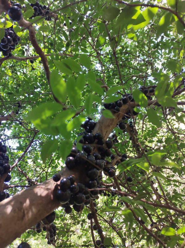 Huertasurbanas_com-corrientes3.jpeg-20211020_192503Jaboticaba_Corrientes