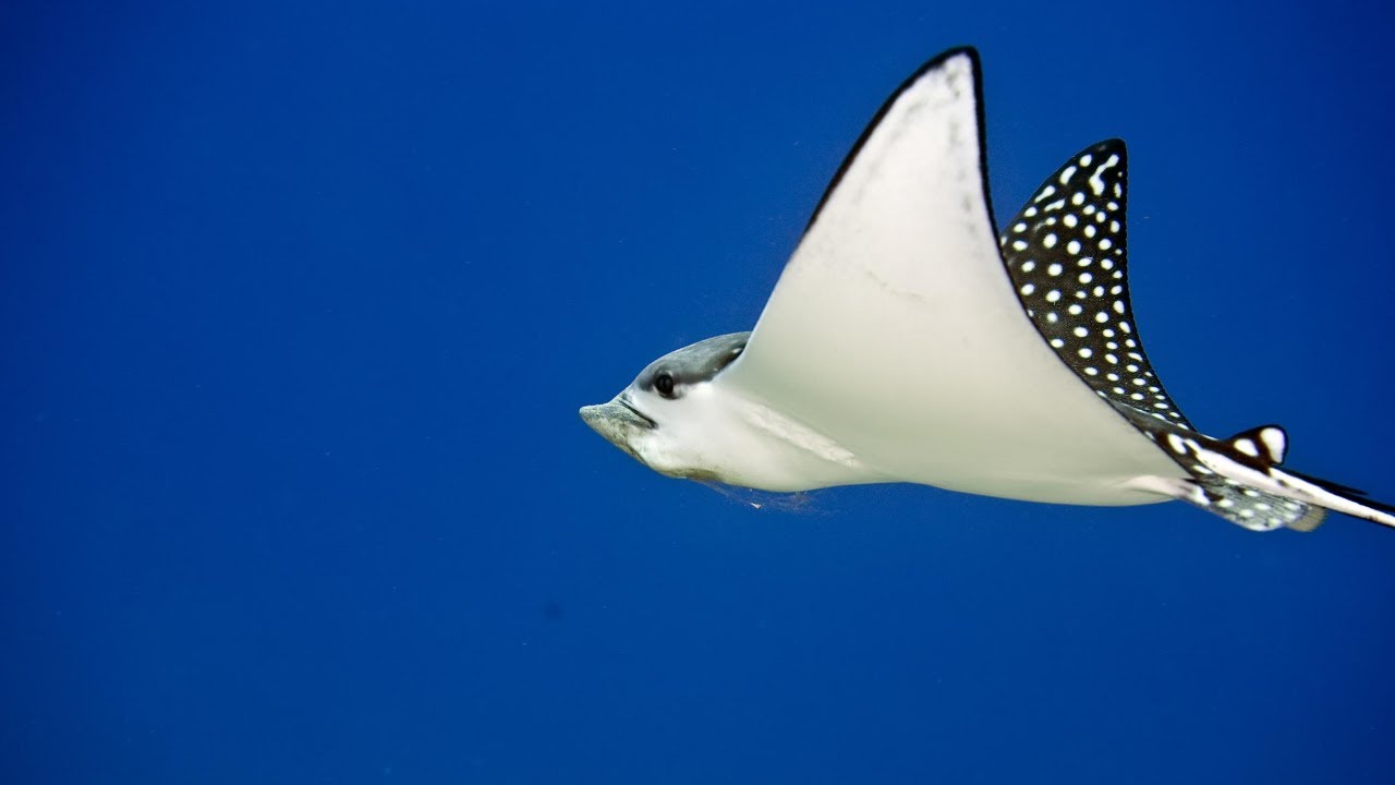 Manta Ray