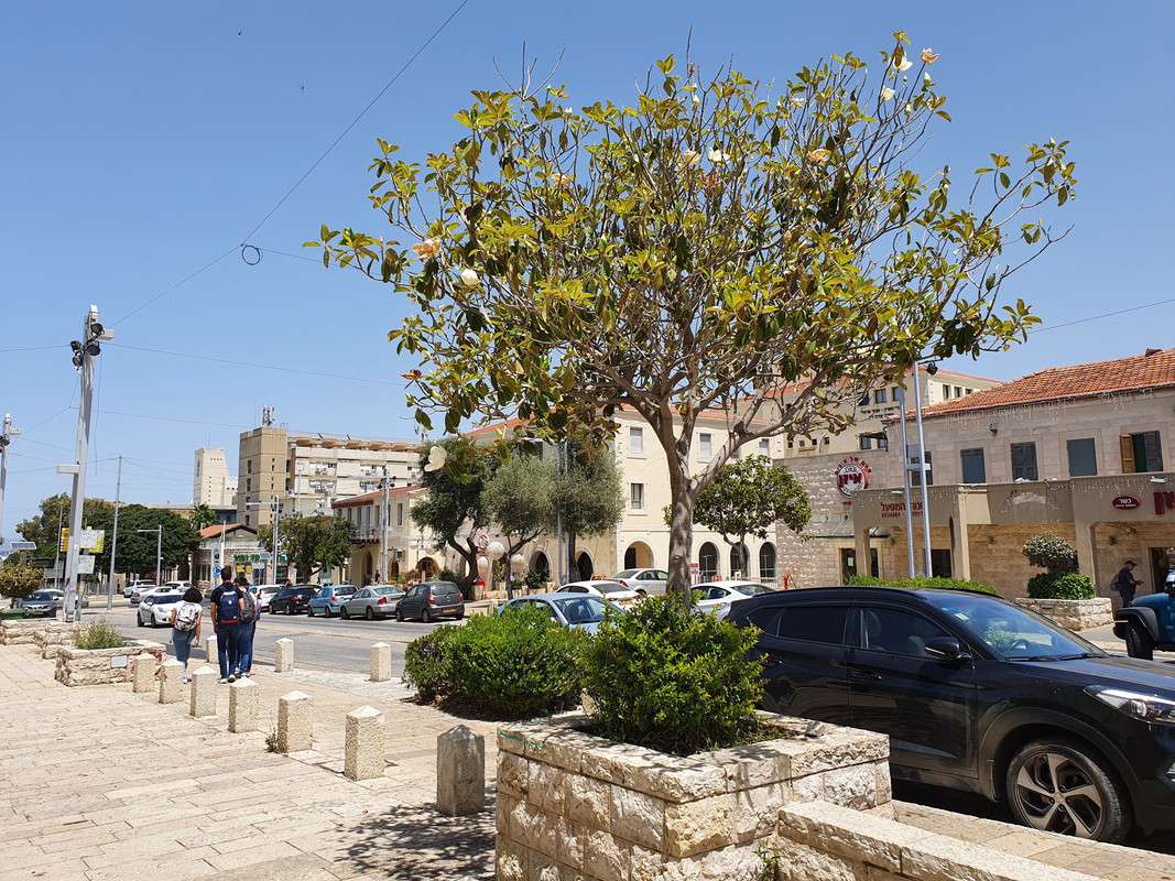Магнолия на хайфском бульваре Бен-Гуриона