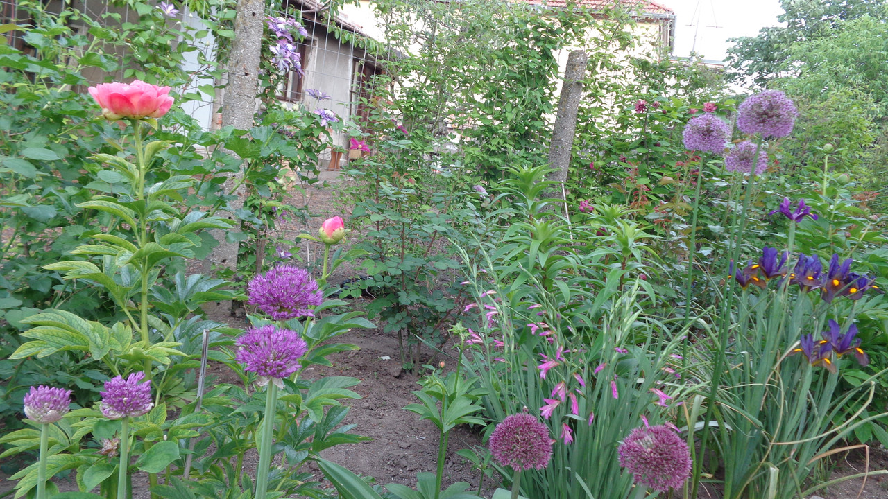 Декоративен лук - Алиум / Allium sp. - Page 26 - Форум HobbyKafe.com