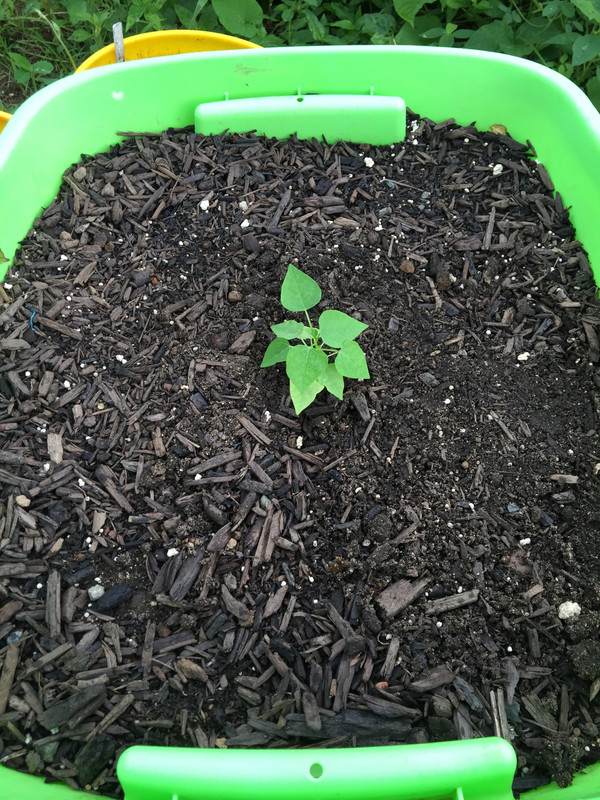 2140B17C-4034-4C66-9A3C-7B731DEDBA00