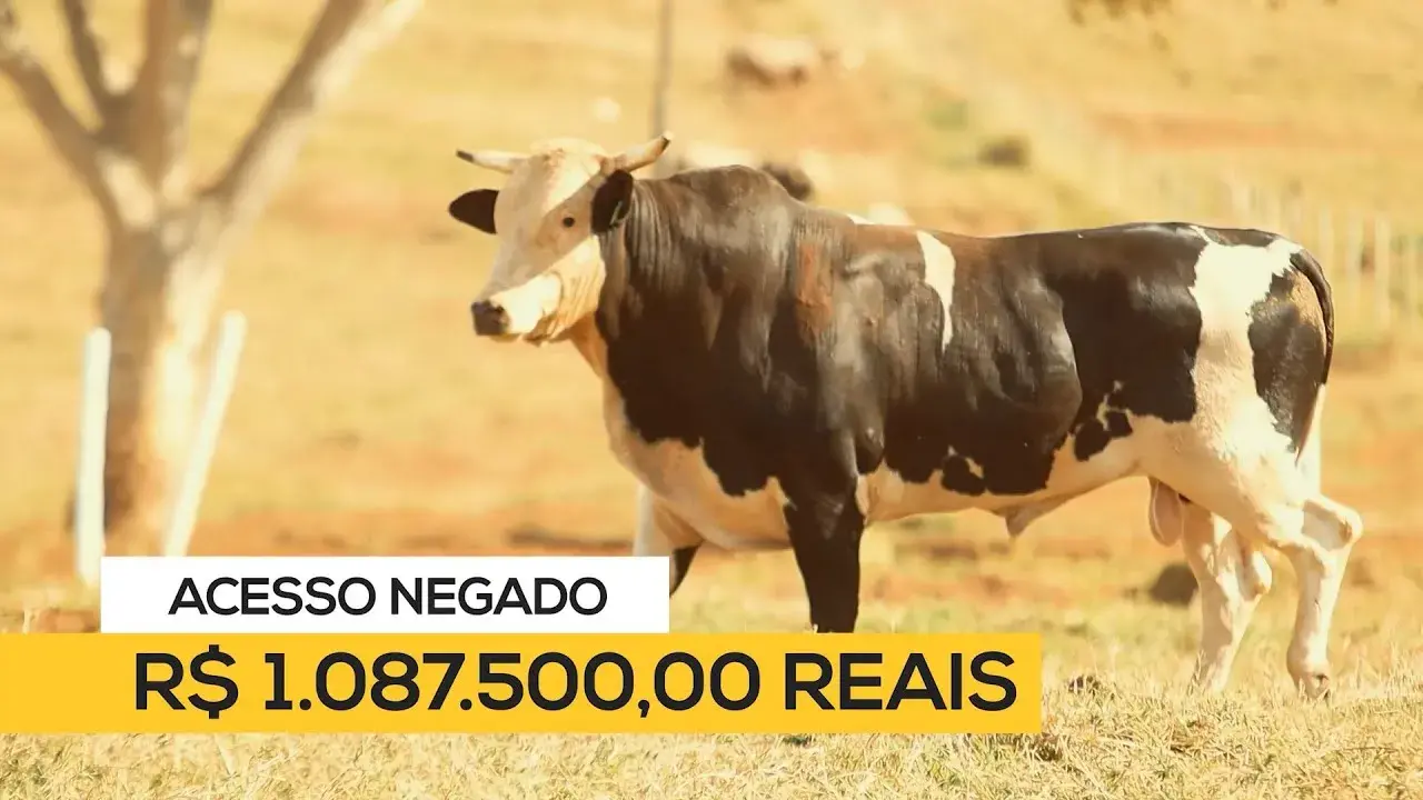 Touro Acesso Negado Touro Acesso Negado