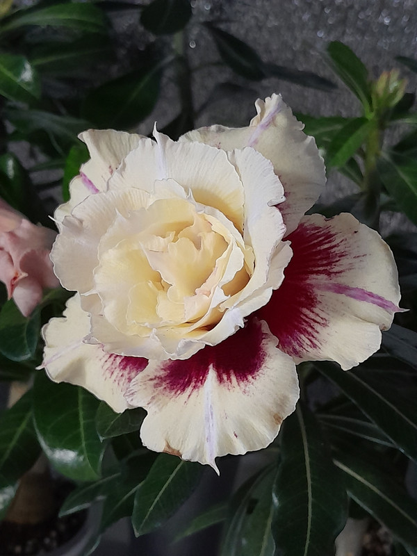 Dizziness AF1 23.11  (3)