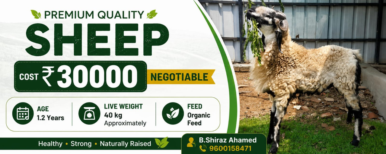 sheep