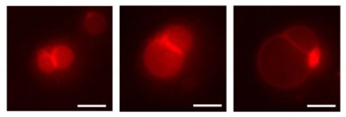 20260708-cells-division