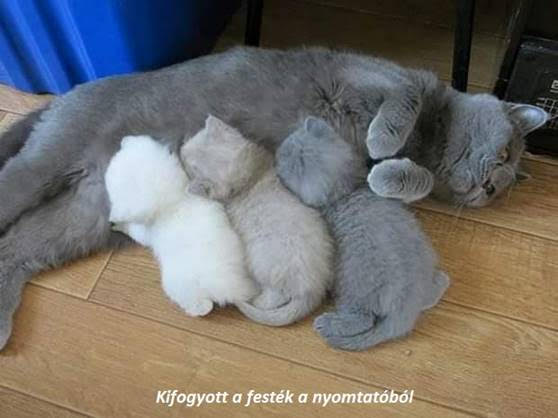 https://i.postimg.cc/QtdtbTgY/kifogyott.jpg