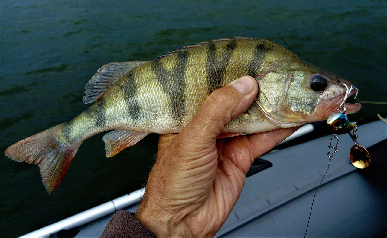 DSC_0964 — копия