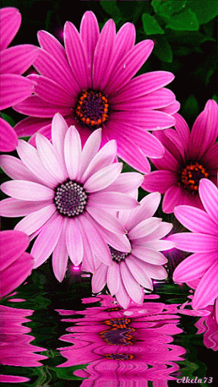 Siempre Libre & Glitters y Gifs Animados Nº366 - Página 6 Flower-Animation