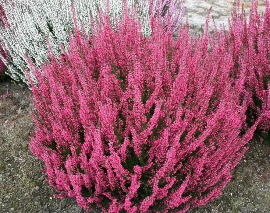 [Изображение: photo-2025-11-08-02-13-31.jpg]