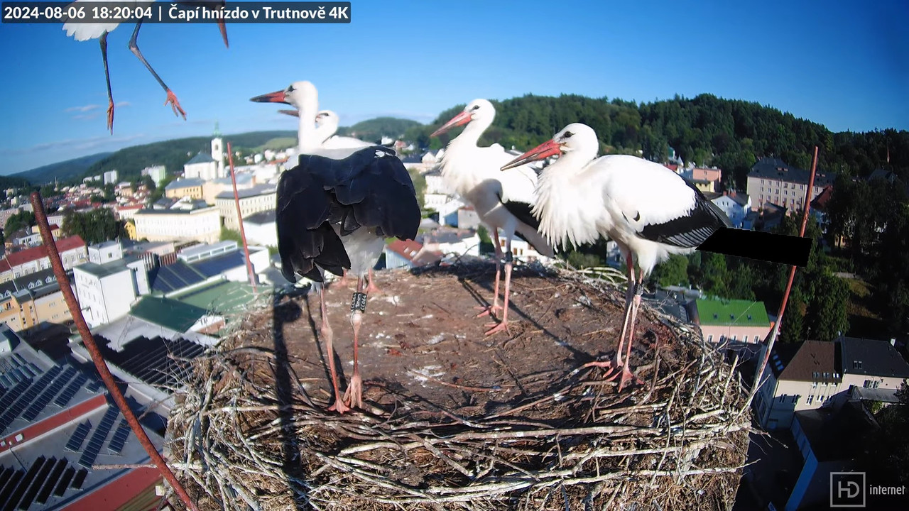 Tiešraidē no stārķa ligzdas uz alus darītavas skursteņa Trutnovā 15-0-19 screenshot