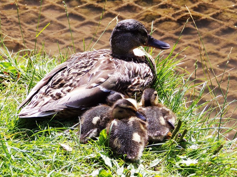 ducks-HD.jpg