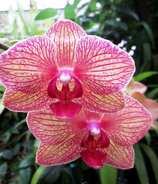 Полезные свойства орхидеи фаленопсис декоративность и очищение воздуха.