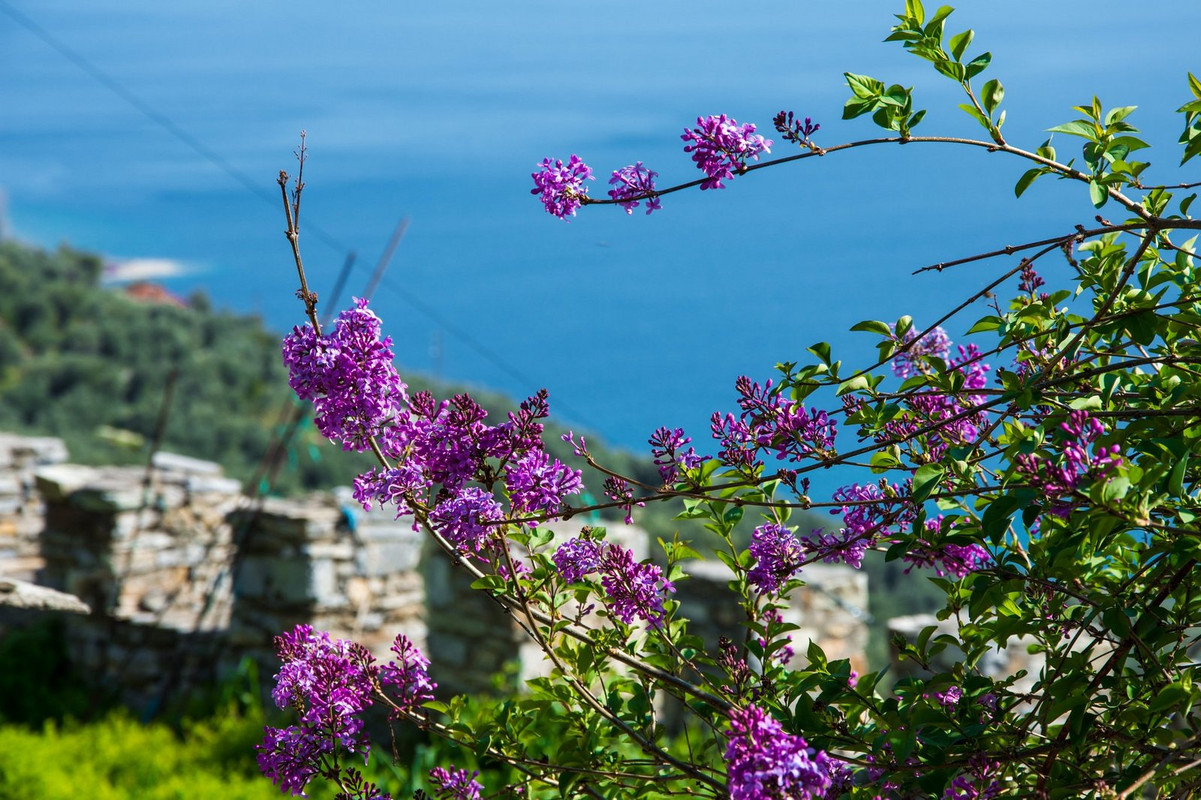 purple-violet-flowers.jpg