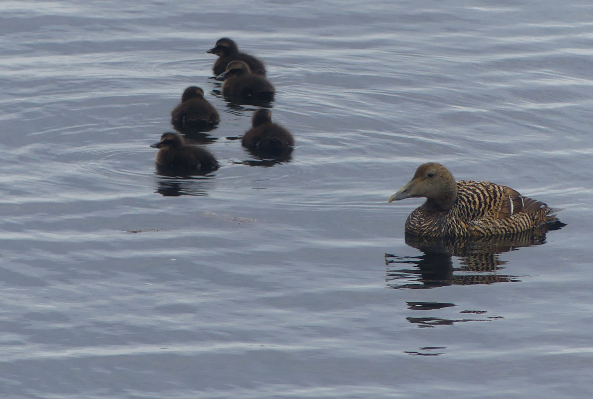 EIDER BROOD 6   210624