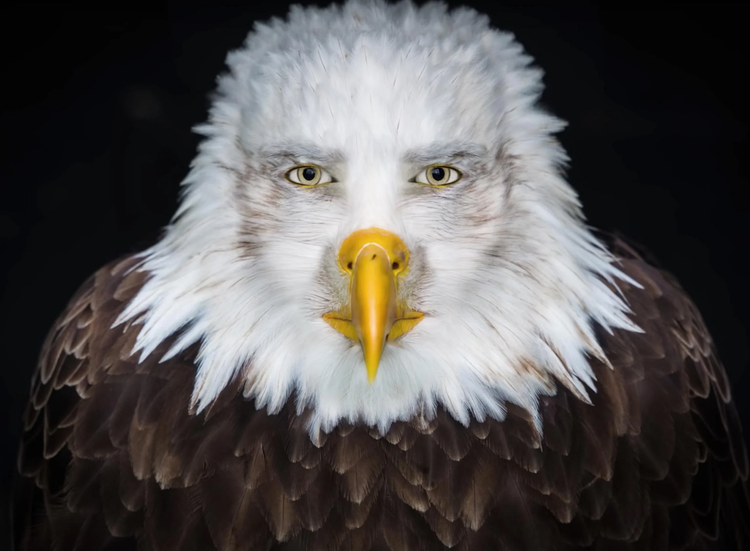 RDT-20250125-03140070294572011280956.png