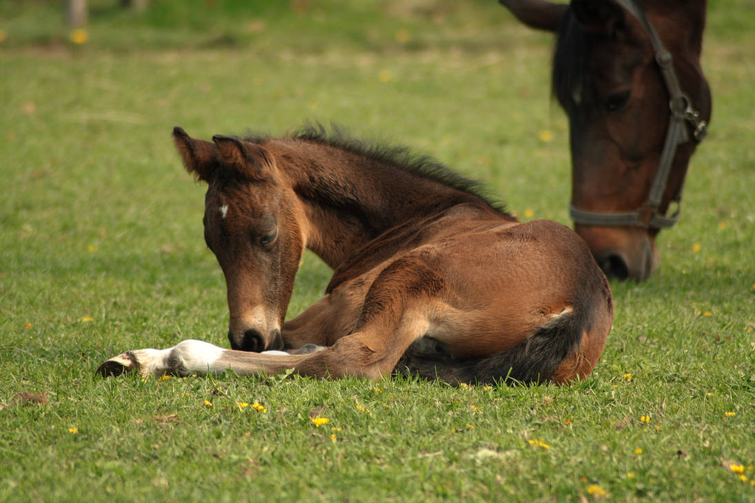 foal-stock-52-by-bundy-stock-d3eoeh3-pre.jpg