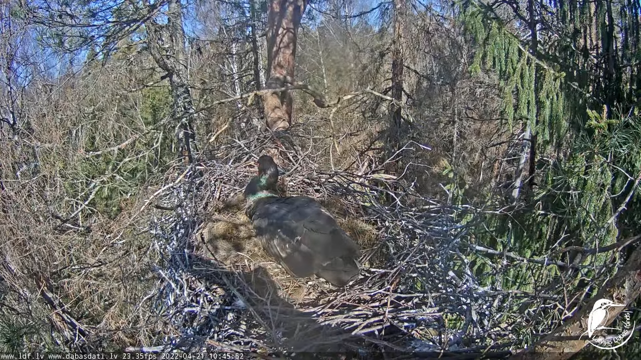 Melnais stārķis (Ciconia nigra) Siguldas novadā - LDF tiešraide 14-12-0 screenshot