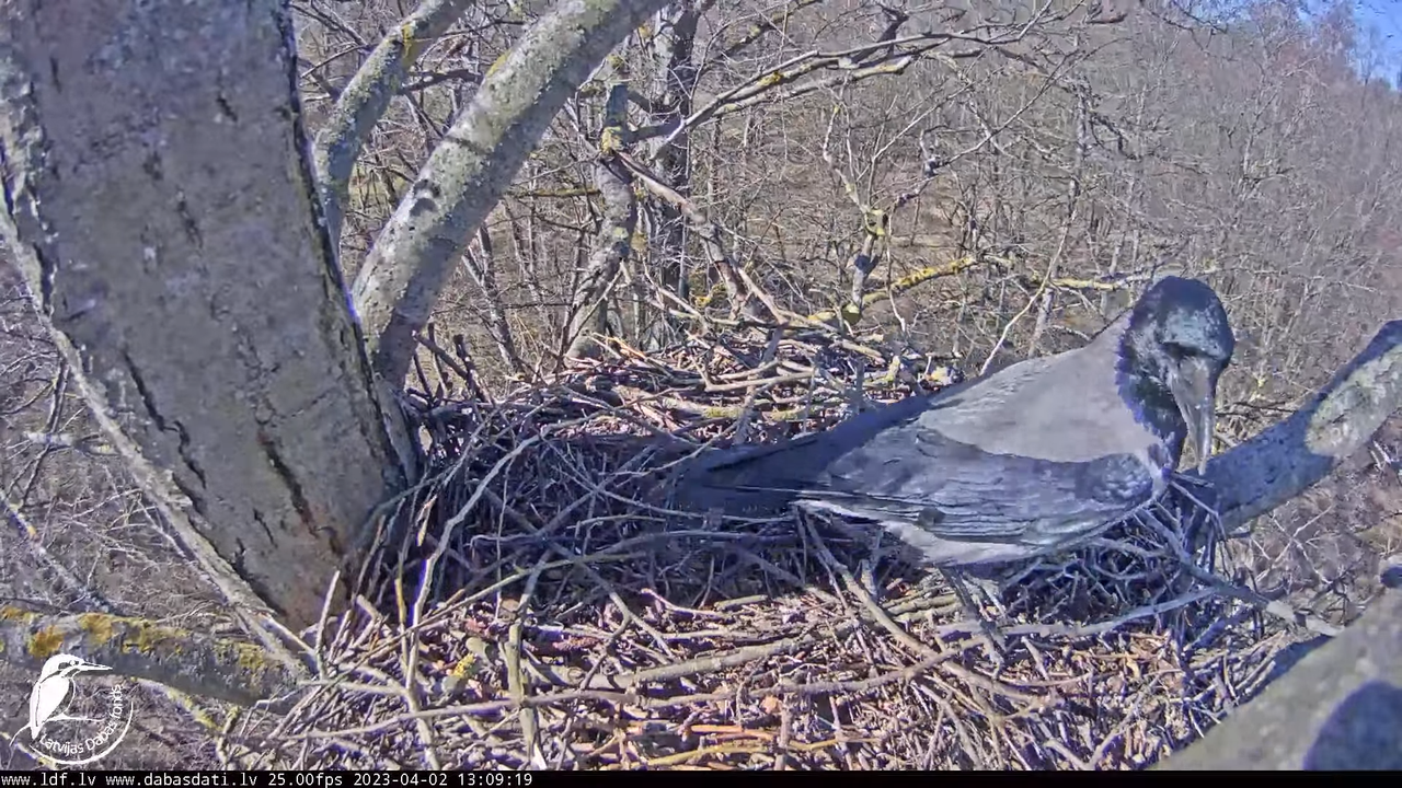 Vistu vanags (Accipiter gentilis) Rīgā - LDF tiešraide __ Goshawks, Riga, Latvia 9-14-39 screenshot