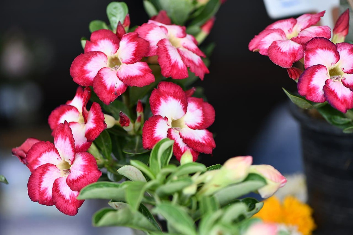adenium-plant-before-pruning.jpg