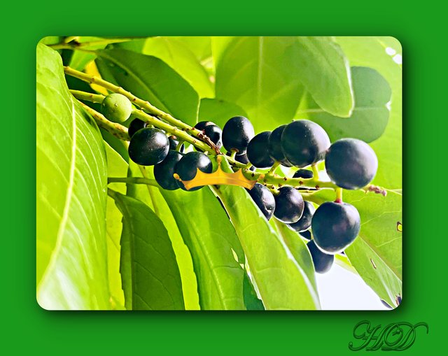 Laurel-hedge-black-berries-HD-aug-28th.jpg