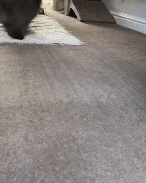 X3rh-K9J.gif