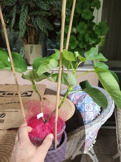 IMG_20230704_154857771