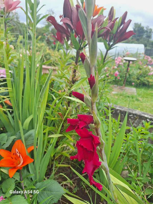 [Image: 20240702-134657.jpg]