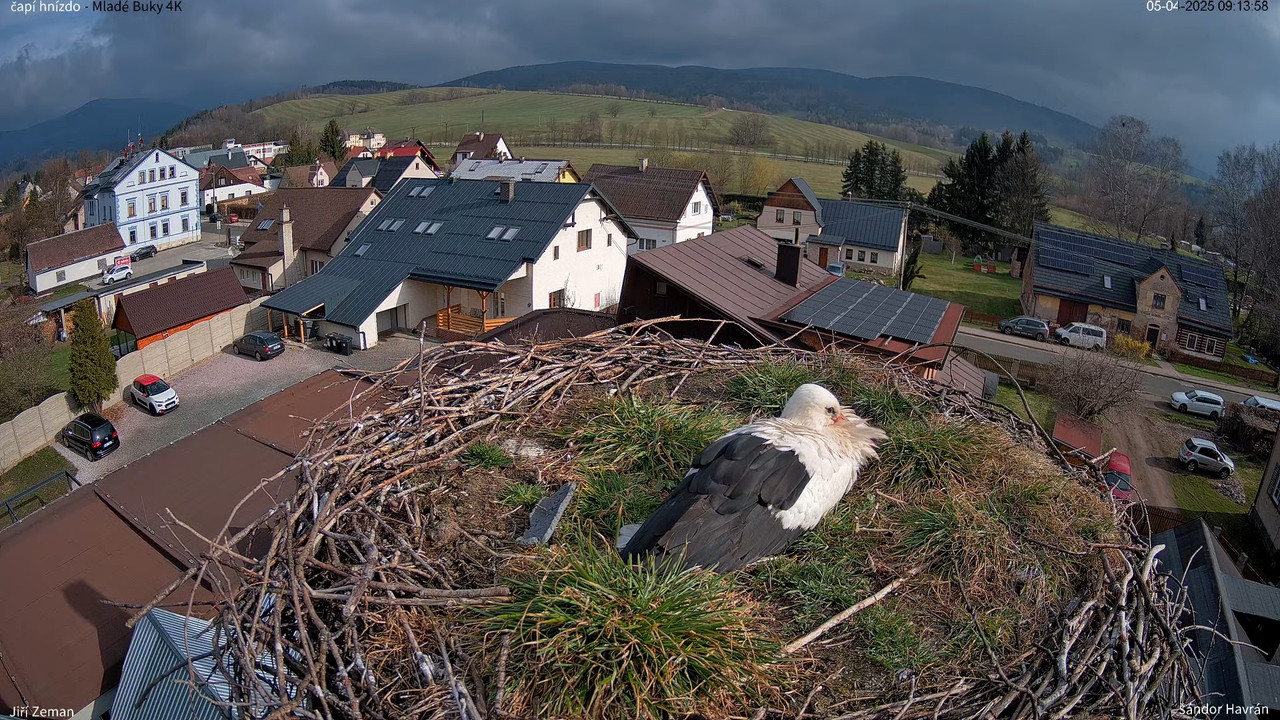 Živá kamera - Mladé Buky - čapí hnízdo 4K 13-38-23 screenshot