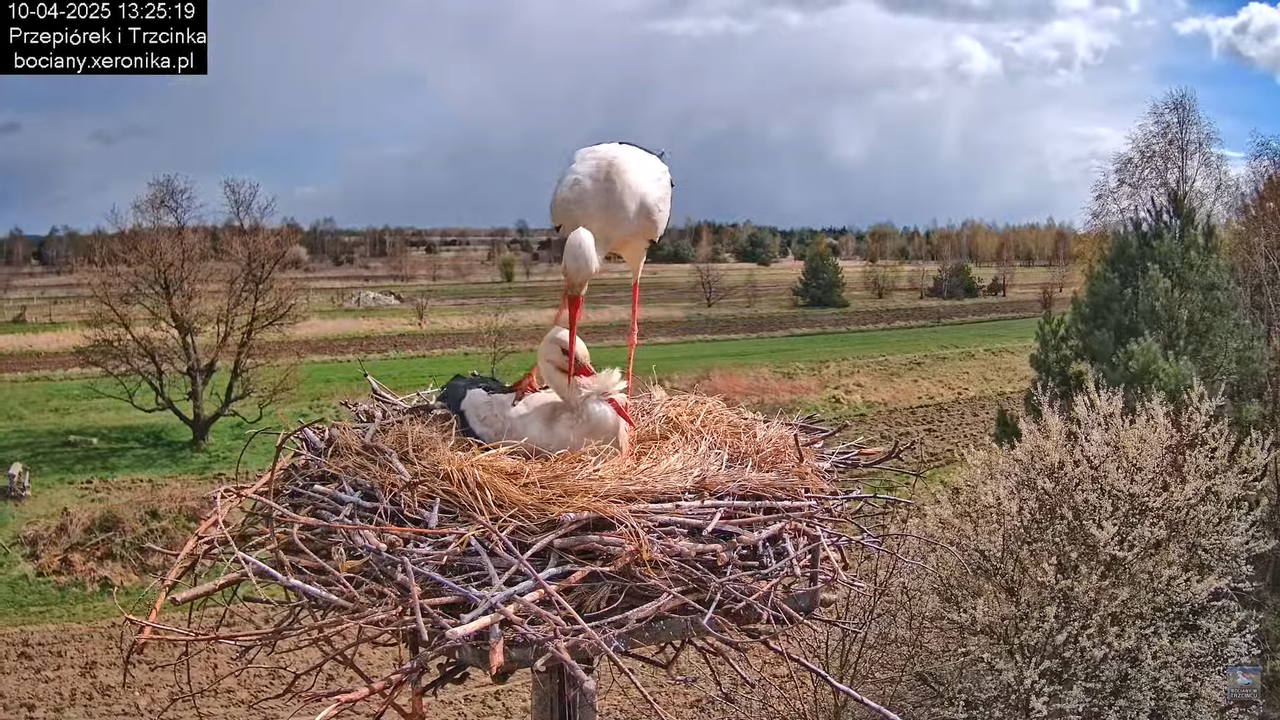 10042025bociany (45)