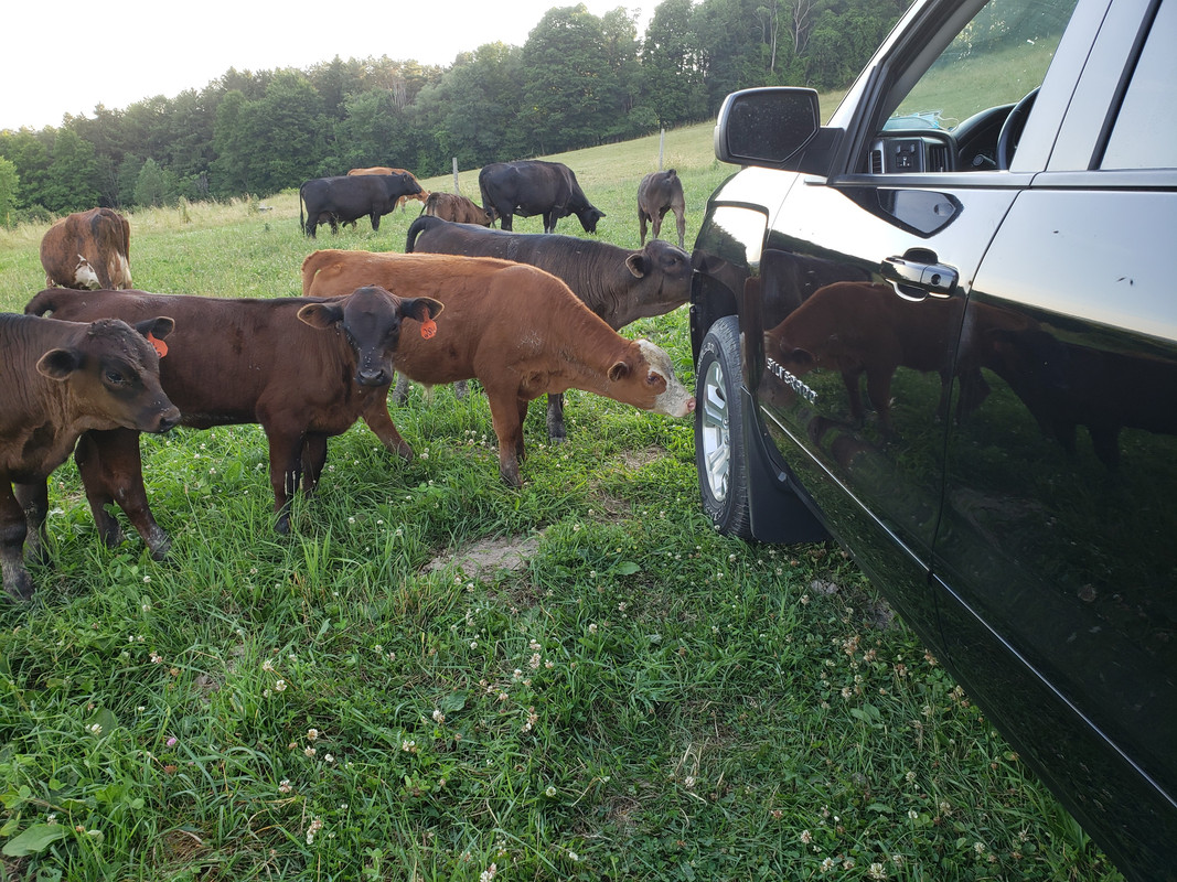 2020 calves July