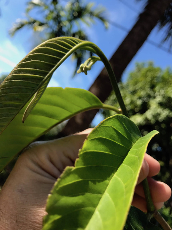 biriba flower 2 2017