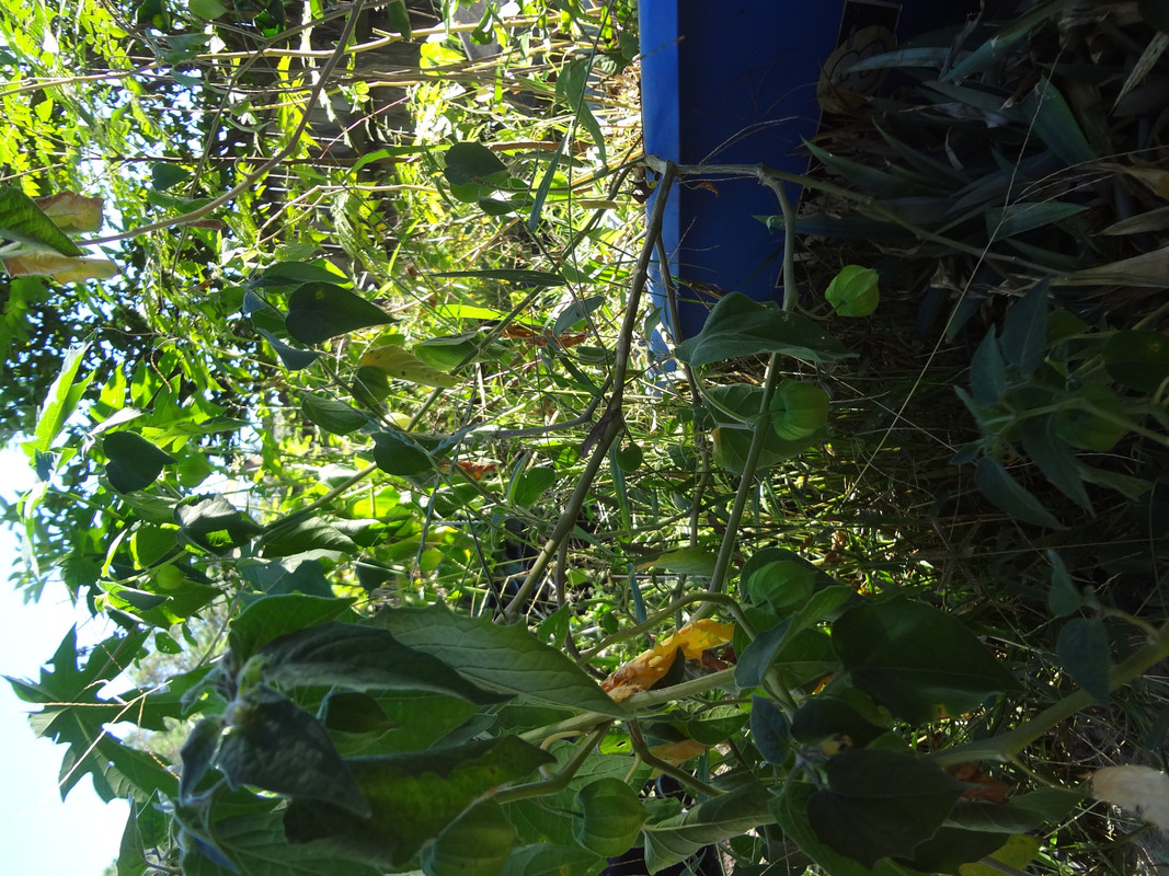 DSC02487