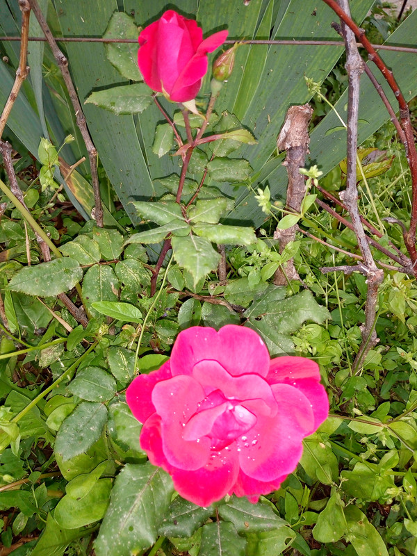 IMG_20190514_191915312