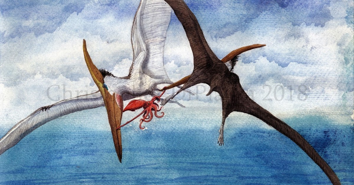 Pteranodon (1)