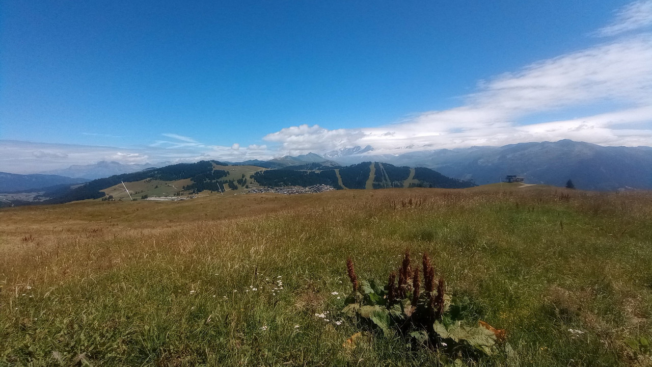 IMG_20250716_130336 (Large)