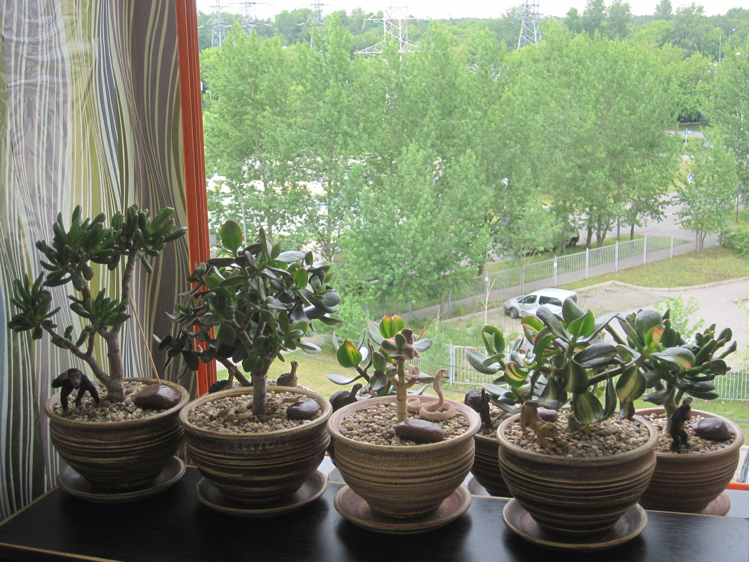 Мои Крассулки 30 июня 2023 года