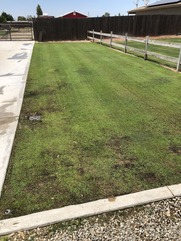 Blackjack Bermuda results Lawn Care Forum