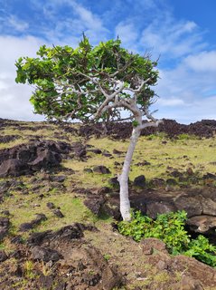 Ana Kakenga - Ana Te Pora - Ana Te Pahu - Ahu Huri a Urenga - Hanga Roa - Isla de Pascua - Chile (5)