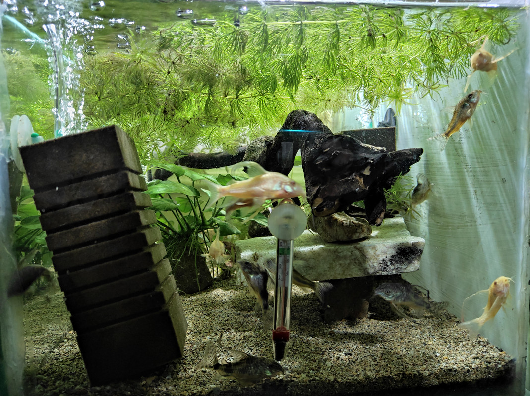 IMG_20210418_70L_pepper_cory