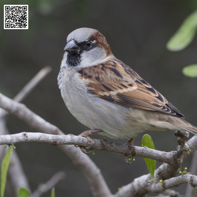 How to Design a Garden That Naturally Attracts Sparrows?