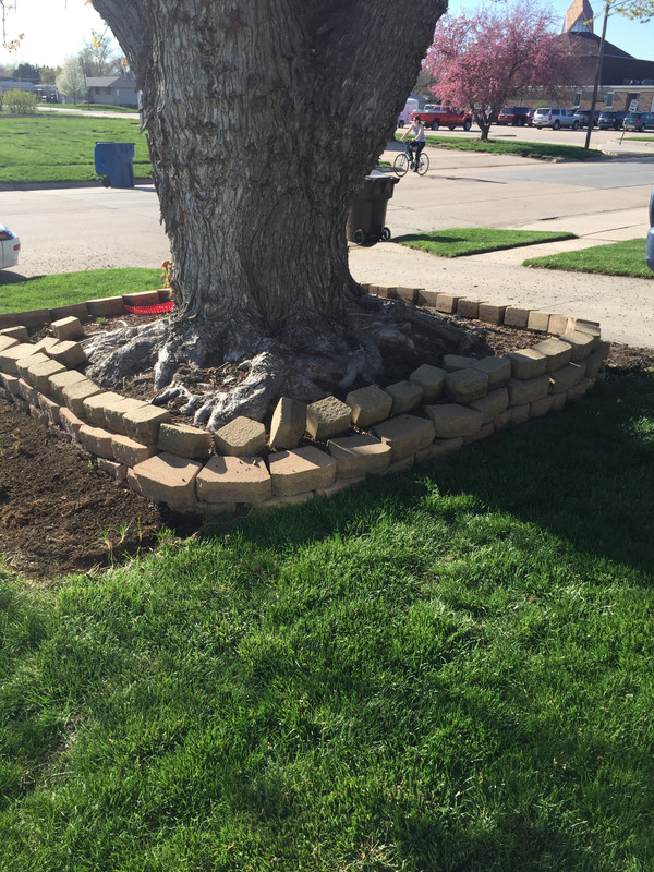 Need Help With Ideas Around My Tree The Lawn Forum - Retaining Wall Around Tree Need Help With Ideas Around My Tree The Lawn Forum - Retaining Wall Around Tree