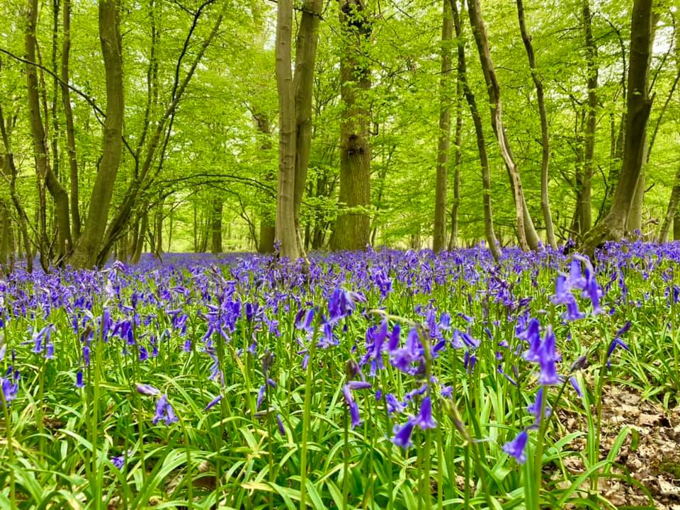 woods-bluebells-bed.jpg