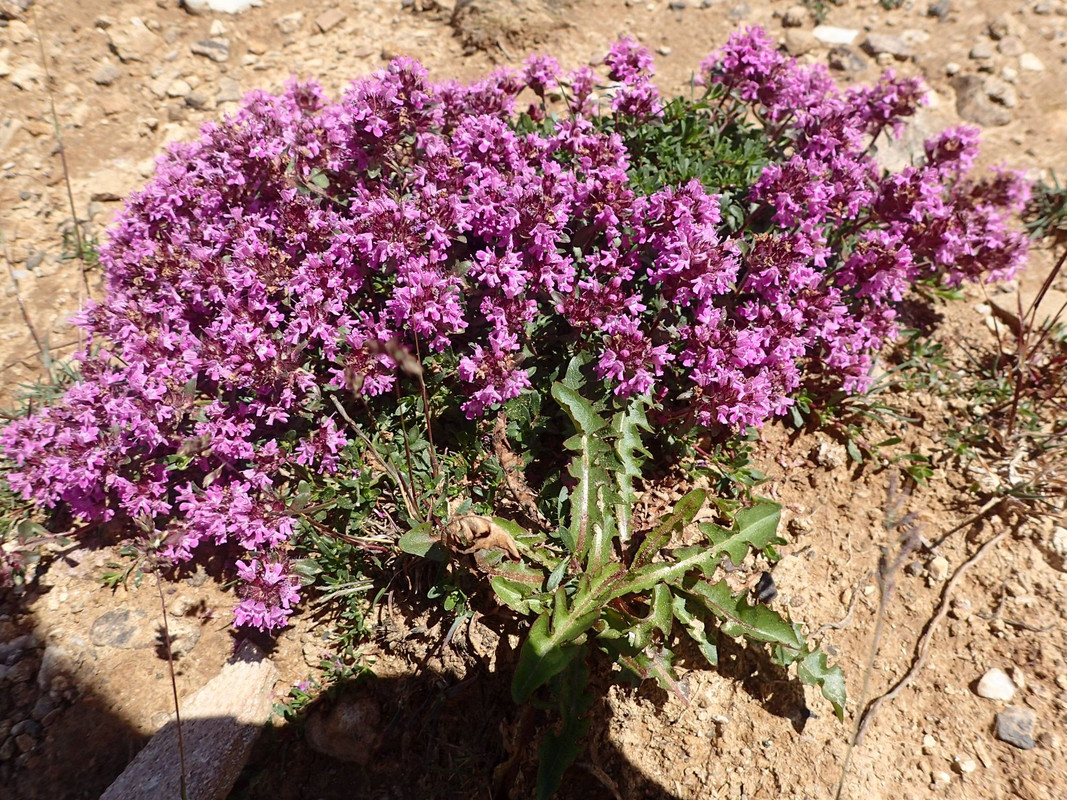 2019_0804BAŁKANY0778