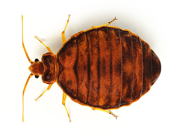 Orlando bed bug treatment