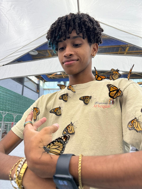 Mariposa sobre flores