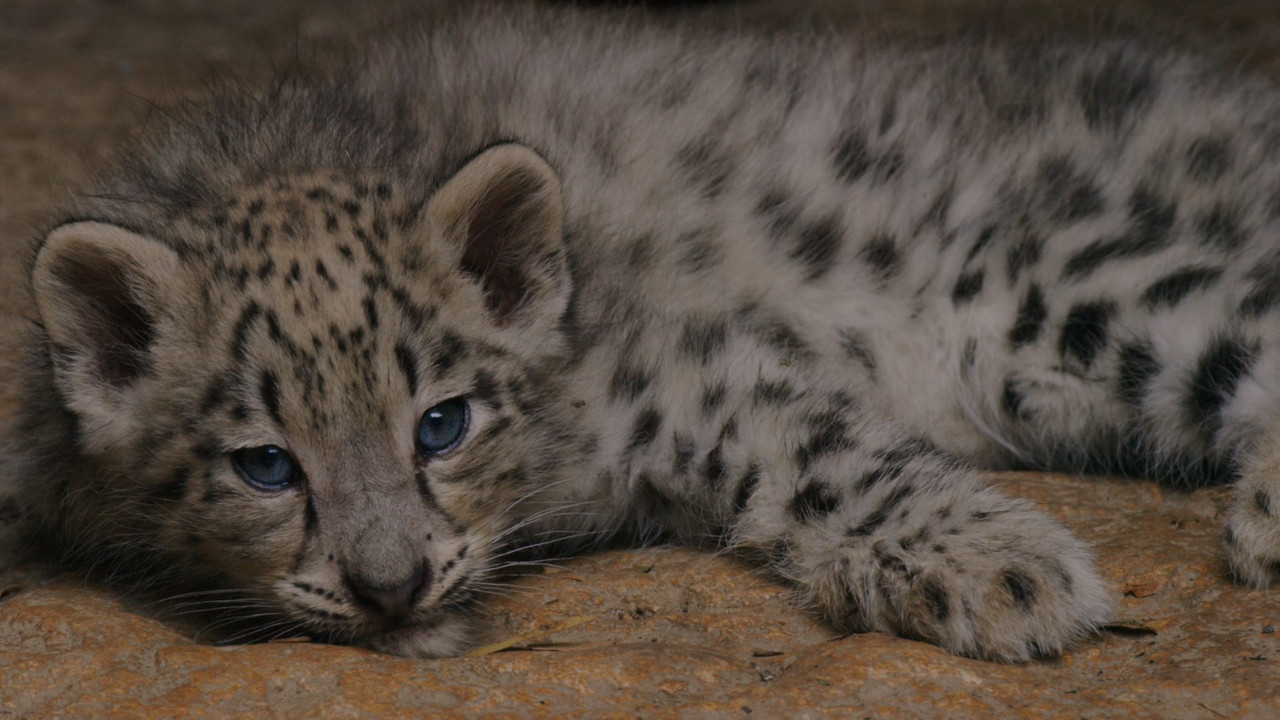 Born in China (2016) (1080p BluRay x265 Silence)-3