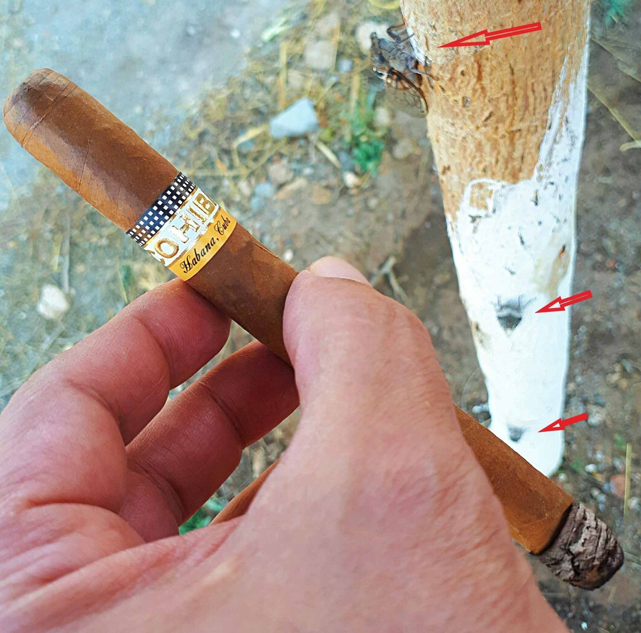 cohiba